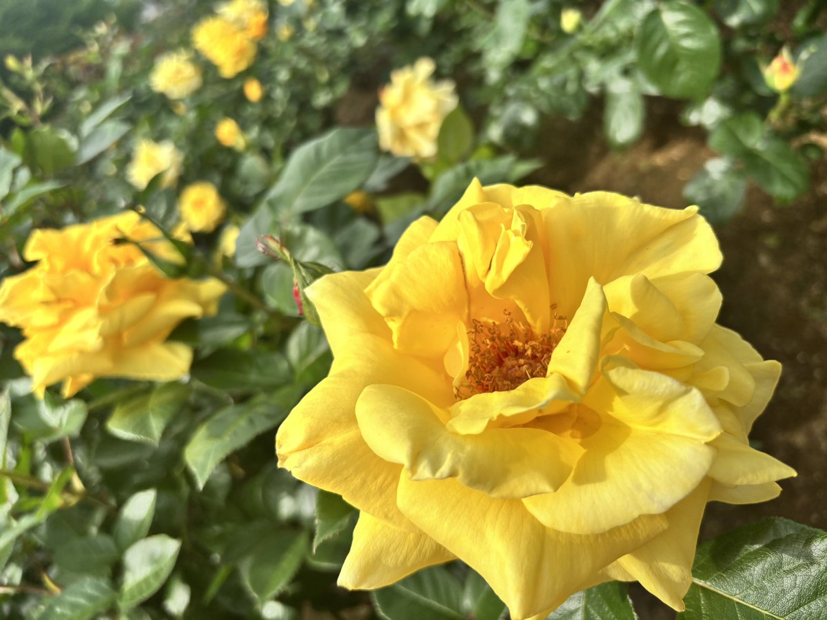 利央🐻‍❄️ tweet media