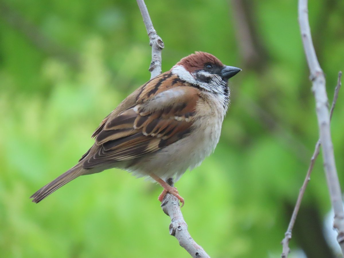 easteaglechun3's tweet image. 「今日はどんなお天気かな〜？」
今日もいい一日をお過ごしください
#ちゅん活 #すずめ #bird