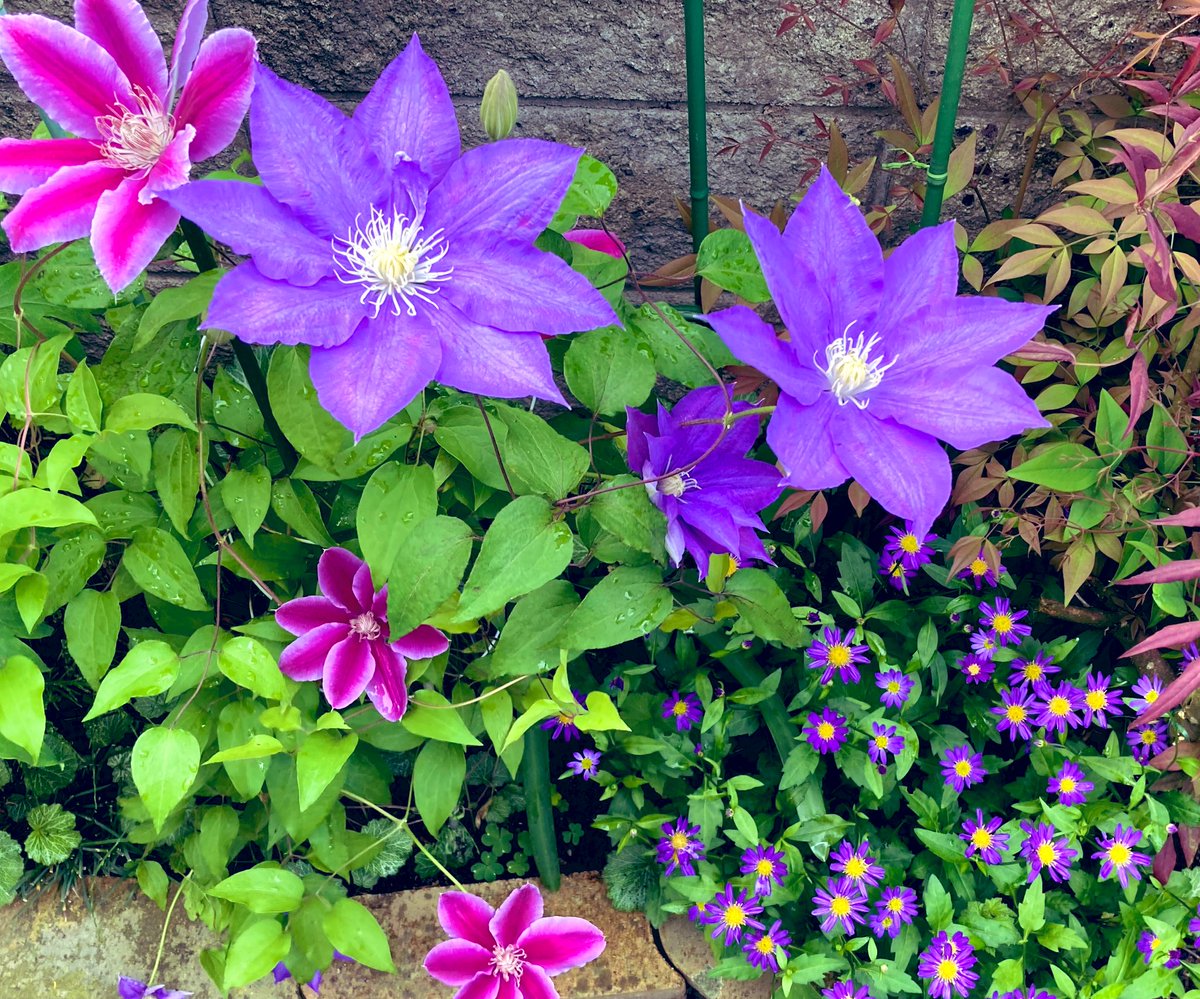 うさぎ🐰 tweet media