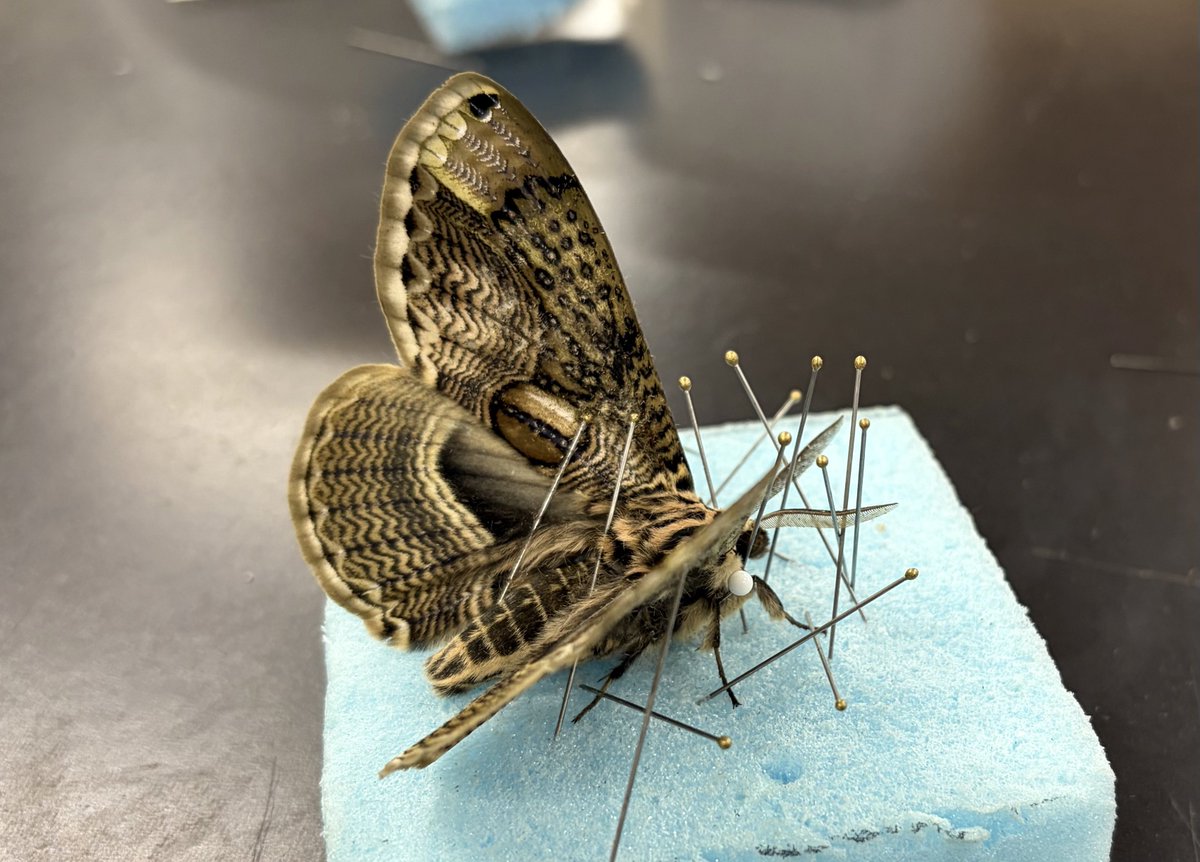 麻布学園生物部昆虫グループ tweet media