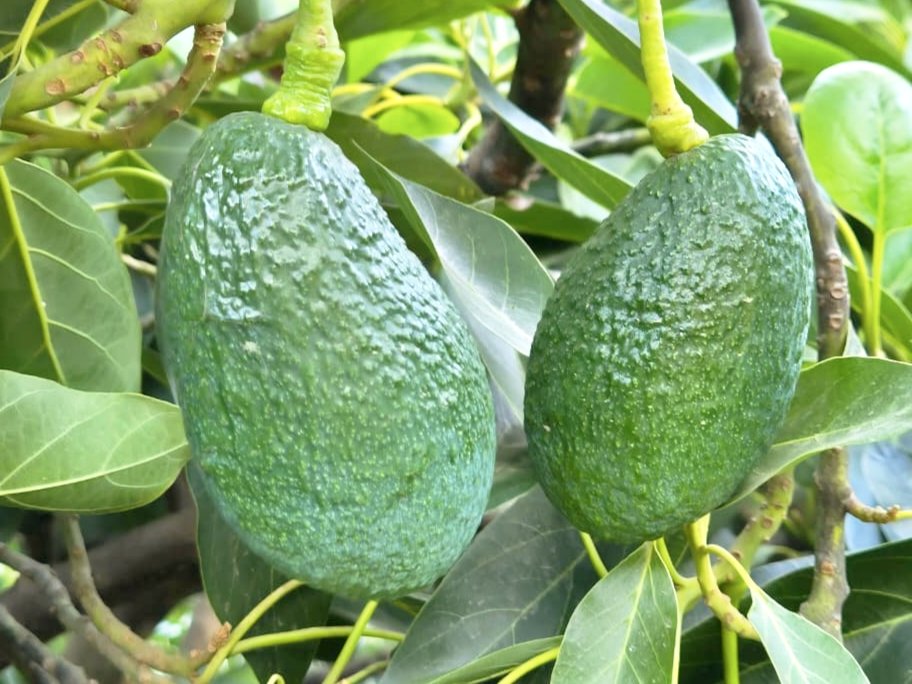 Perfruts | Fruticultura Sustentable tweet media