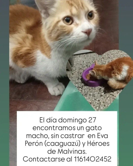 Fundación De Gatitos tweet media