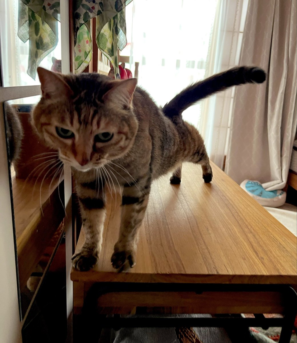 シュウ@限界ライ麦畑 tweet media