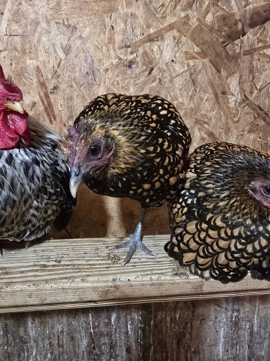 🐓Crazy Chicken Lady🐓 tweet media