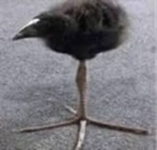 🐓Crazy Chicken Lady🐓 tweet media