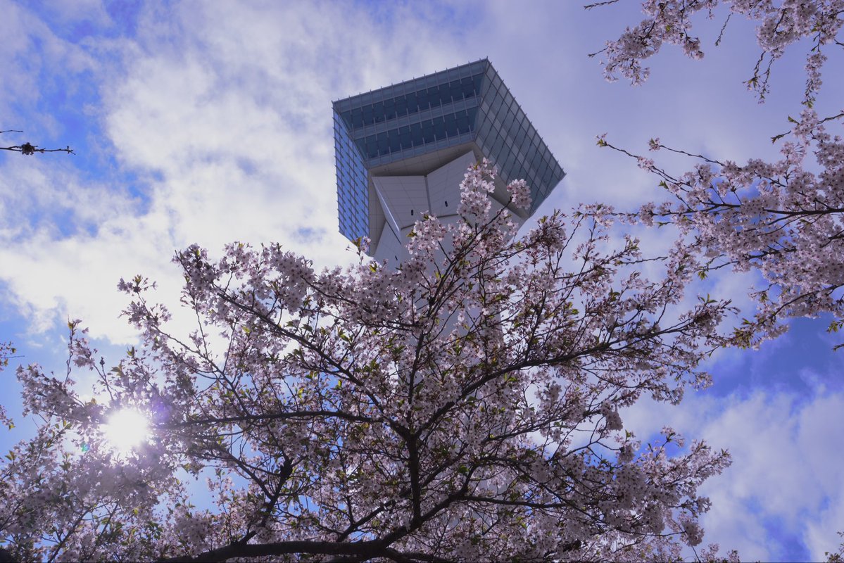 Zakioka18's tweet image. #桜 #さくら #サクラ #Cherry blossoms #五稜郭 
カメラ好きと繋がりたい✨