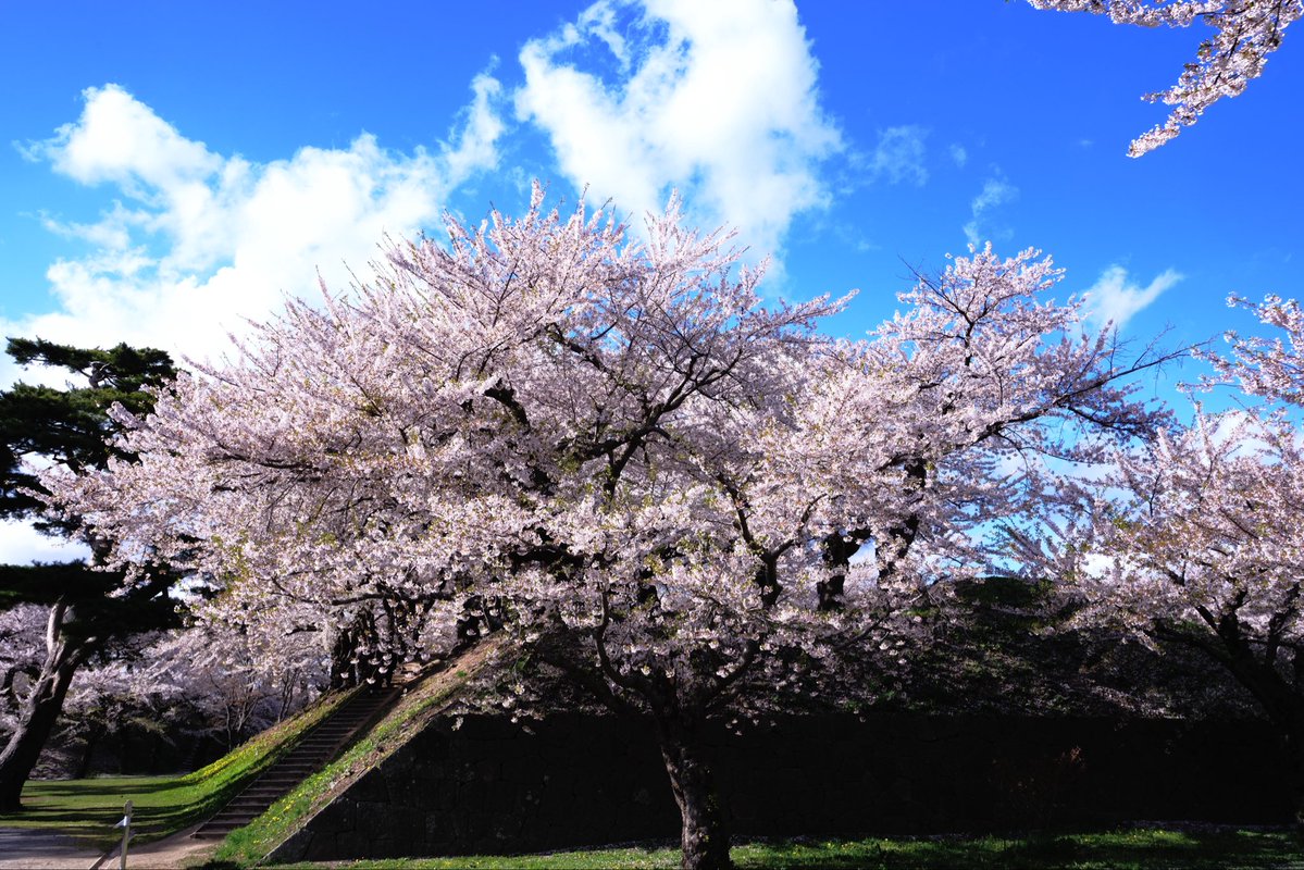 Zakioka18's tweet image. #桜 #さくら #サクラ #Cherry blossoms #五稜郭 
カメラ好きと繋がりたい✨