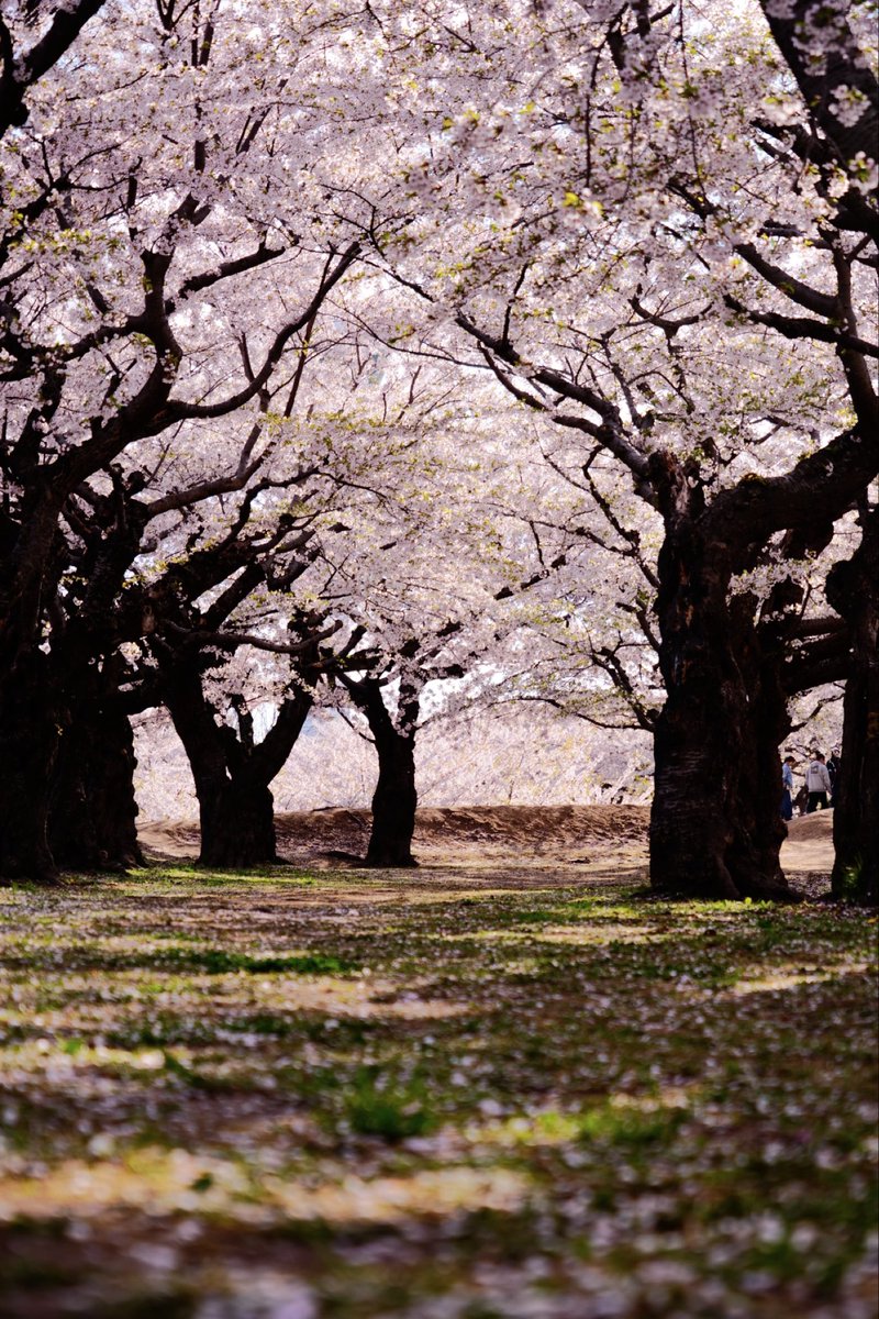 Zakioka18's tweet image. #桜 #さくら #サクラ #Cherry blossoms #五稜郭 
カメラ好きと繋がりたい✨