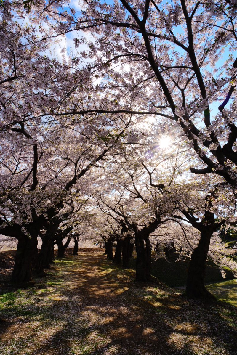 Zakioka18's tweet image. #桜 #さくら #サクラ #Cherry blossoms #五稜郭 
カメラ好きと繋がりたい✨