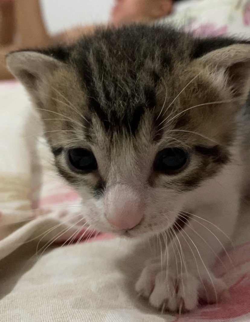 lɑy • vai ver o BTS tweet media