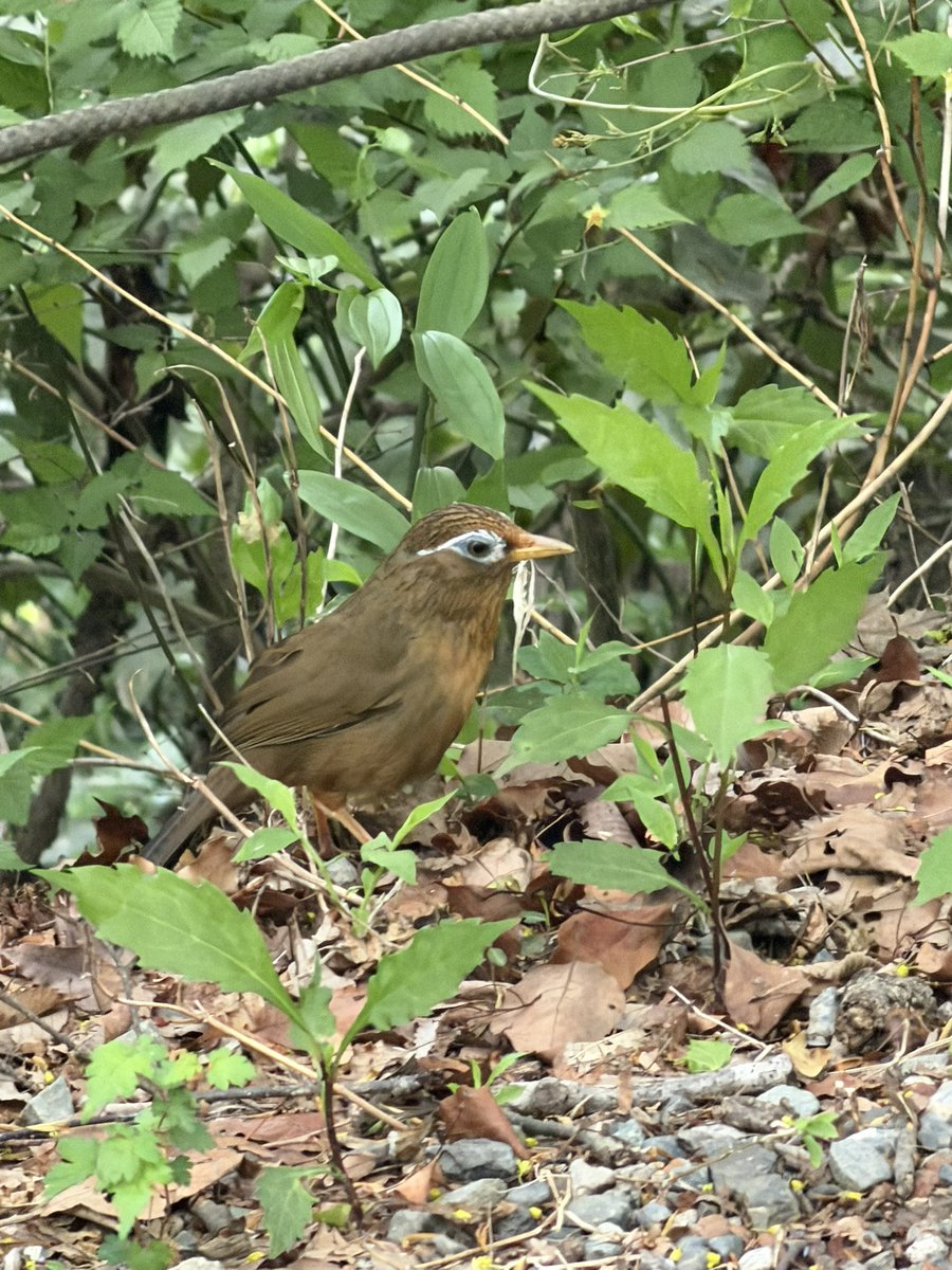 みぃ🇯🇵🐥⸒⸒ tweet media