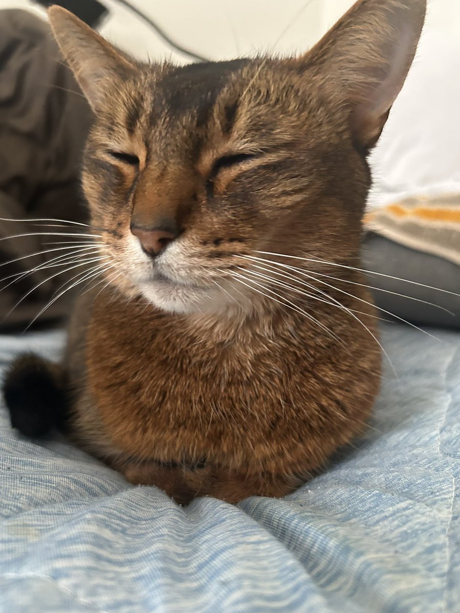 みだれねこ tweet media