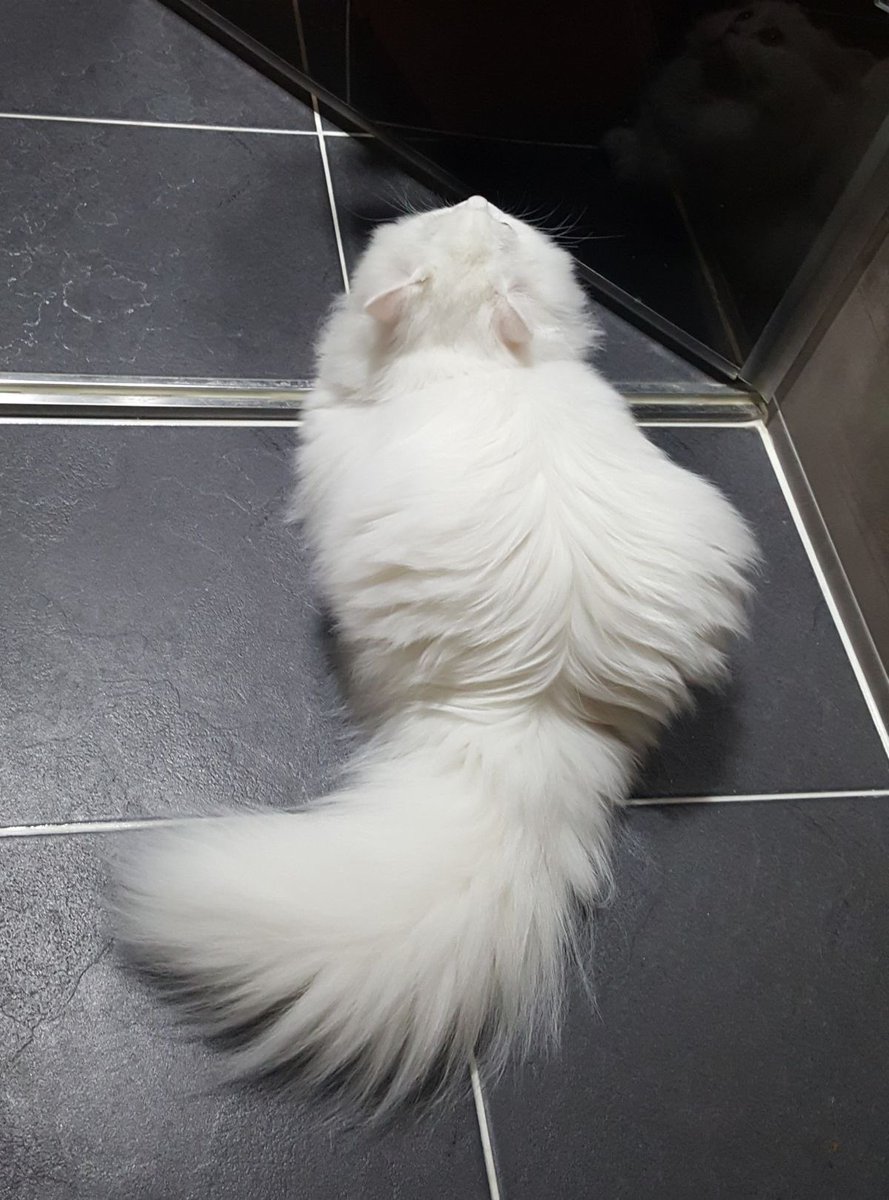 evangeline. tweet media