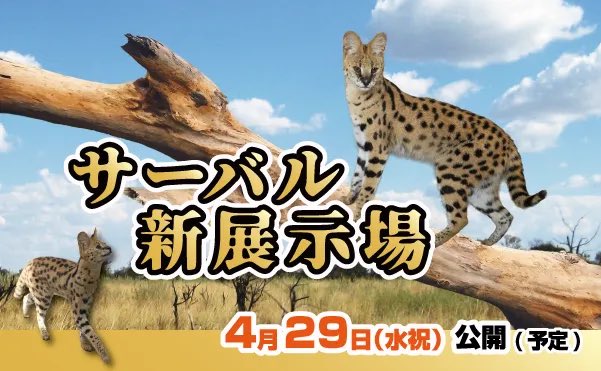 kobe_doubutsu's tweet photo. 4/29(水祝)～サーバルの展示場が約5倍以上の広さになってアウトサイドパークに登場！

太陽の光が降り注ぐ新たな屋外展示場は起伏に富んだ地形や登り木を配置し、より野生に近いサーバルの様子をご覧いただけます！
https://t.co/p5FWTQdUV4

#神戸どうぶつ王国 https://t.co/7NEkB8OOiw
