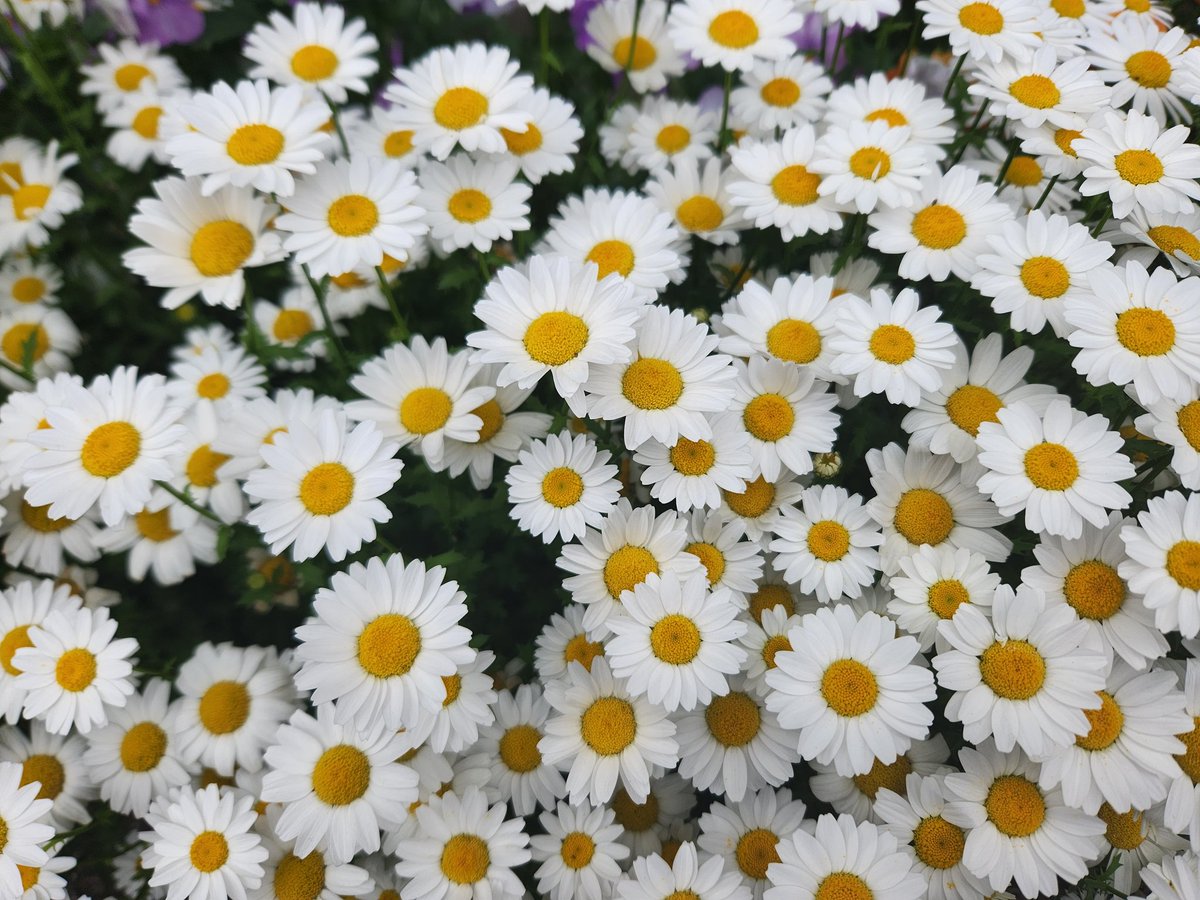 ラベンダー💜FLY YUZU 夢は叶う💜 tweet media