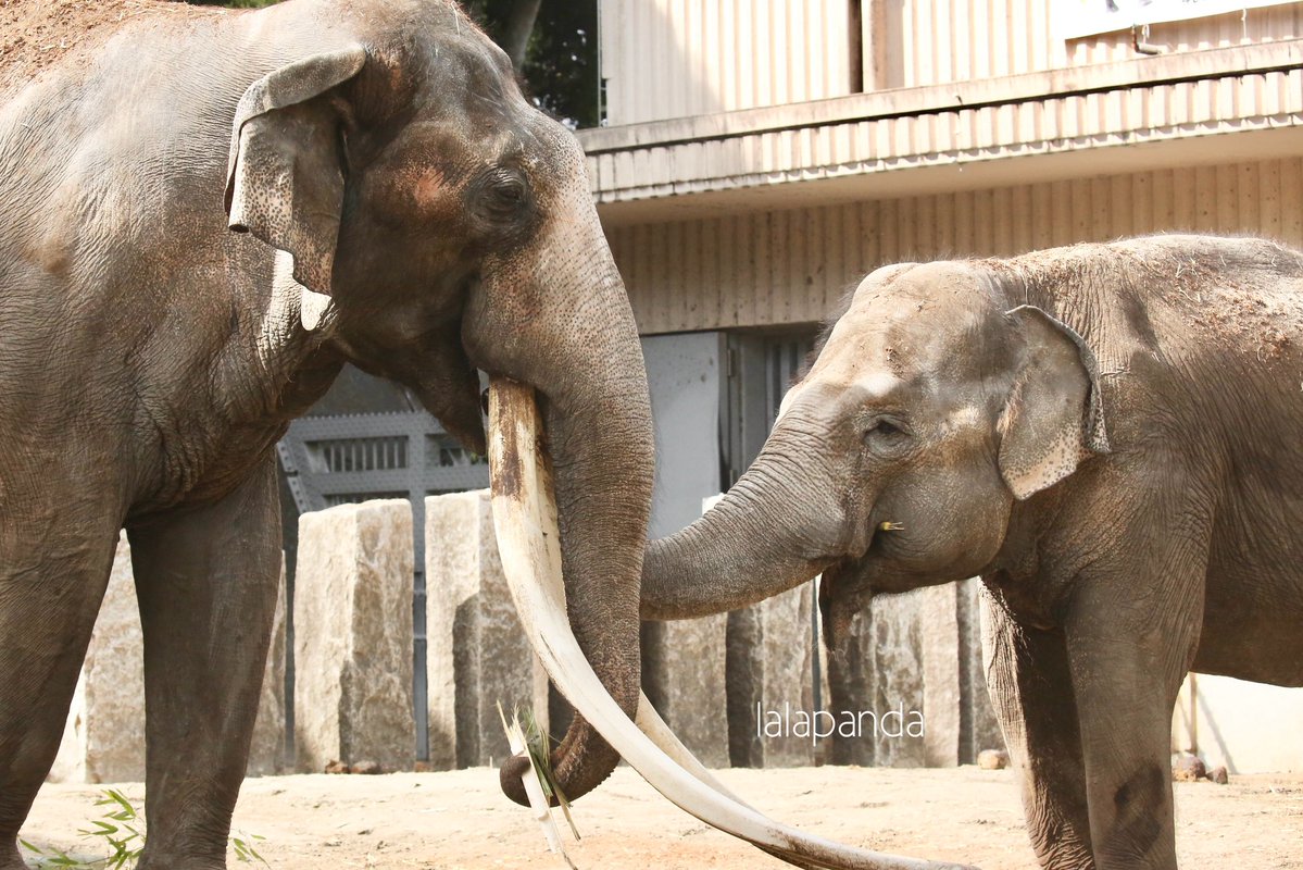 lalapanda tweet media