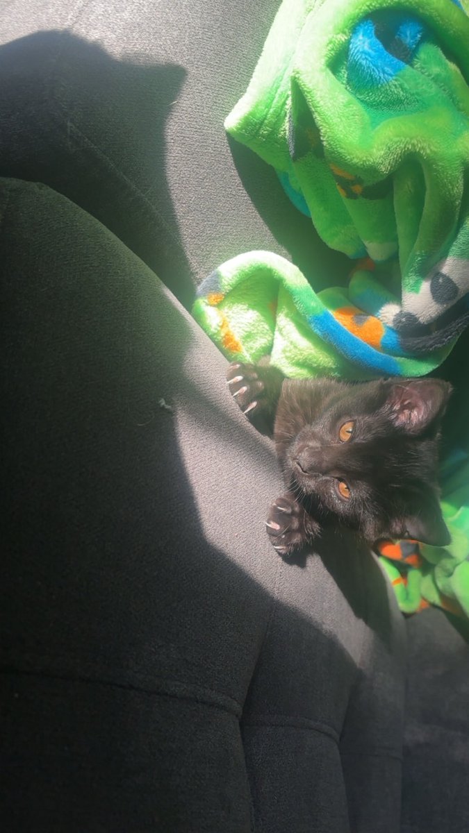 𐔌՞. .՞𐦯 🍀 tweet media