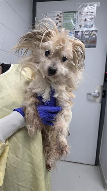 PetfindToronto's tweet photo. #OCONNOR #STCLAIR Pls RT2unite #FOUND #DOG- 26-Apr-26 #Toronto Animal Services A1033414 #PUBLIC L&F 416-338-7297 BEIGE WHT #YORKSHIRETERRIER M/?Age https://t.co/1Tz7eOK1qM