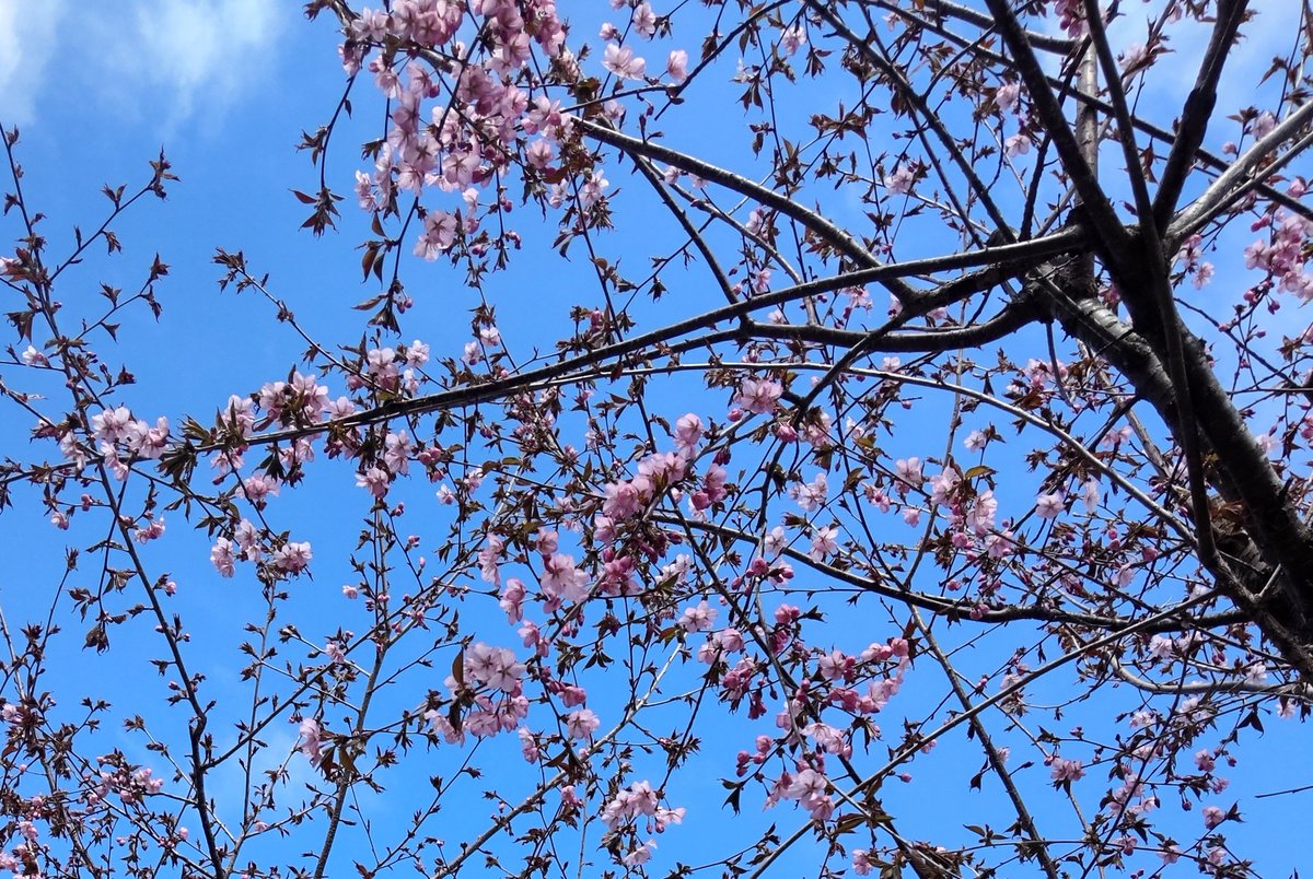 hanayamaVRC's tweet photo. 桜が咲いた！
春が来たねー https://t.co/tL9frO9RNx
