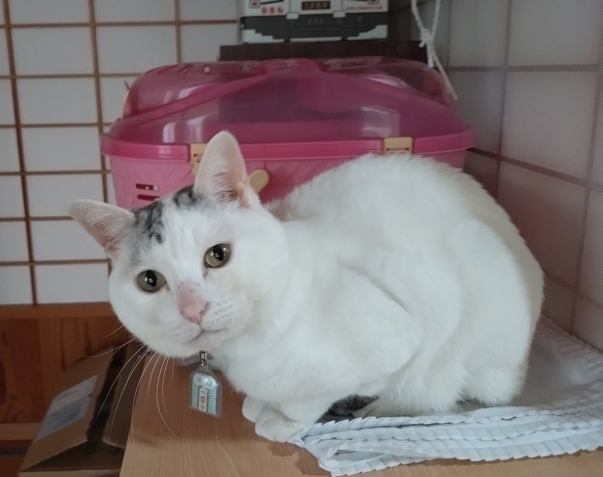 テンちゃん出勤 最近お気に入りの場所でスタンバイ 今日からは世の中