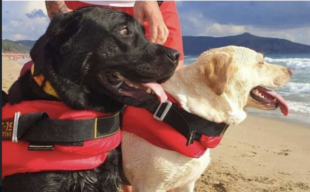 Puppieslover's tweet photo. Croatia is one of the few countries ir 1/2 the world that have dog lifeguards. Please heart this live guard heroes ❤️ https://t.co/x54rHYHl7W