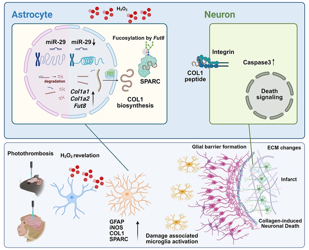 Neural Cell News tweet media