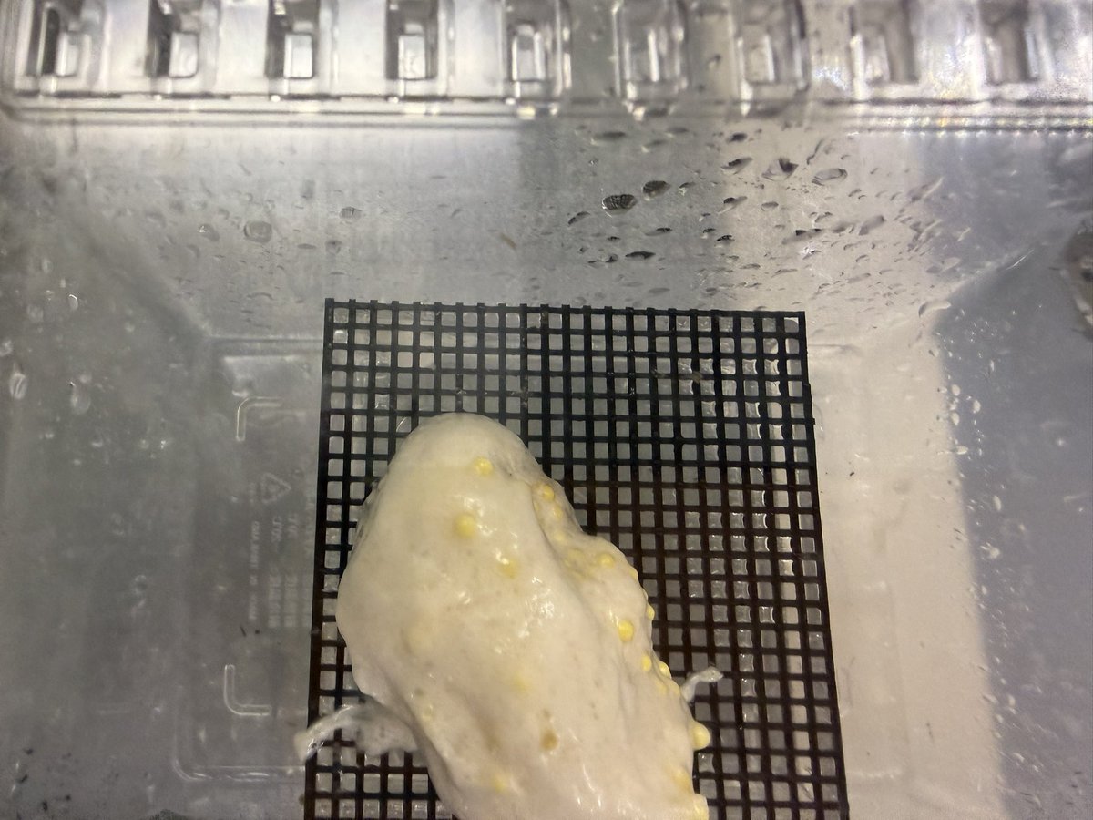secretfarms's tweet photo. 今年もカエル達🐸産卵が始まりました🥚
昨日シュレーゲルアオガエルが２ペア産卵

孵化楽しみ😊 https://t.co/4az1YwTUa2