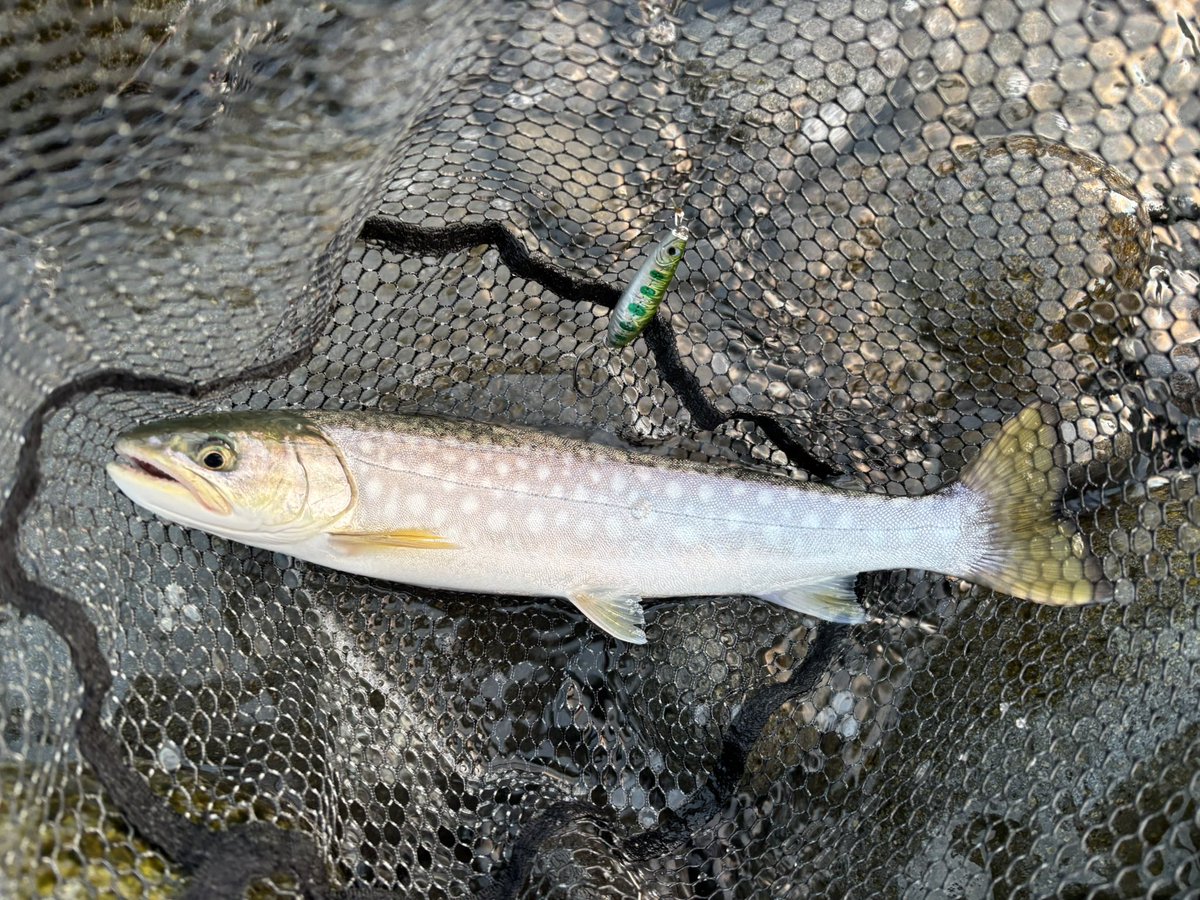 素人angler tweet media