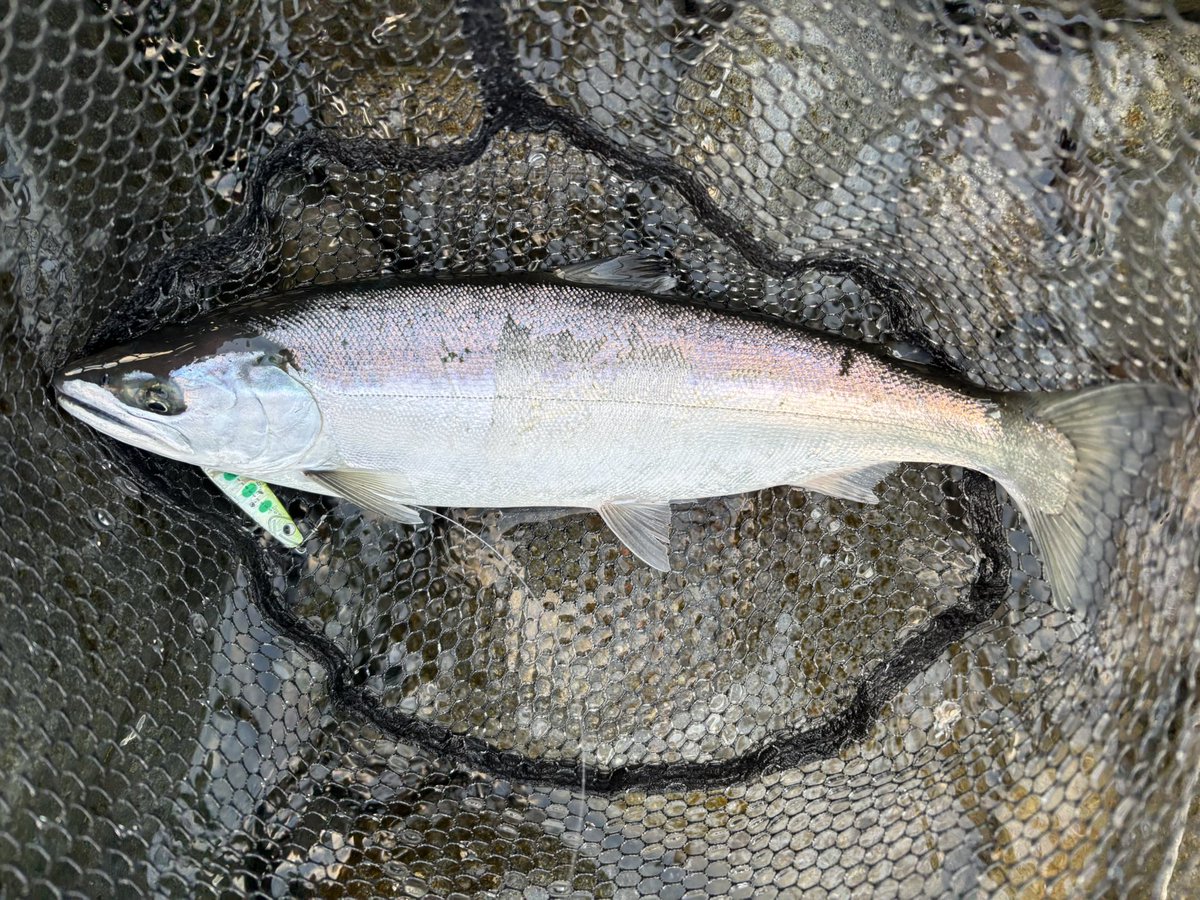 素人angler tweet media