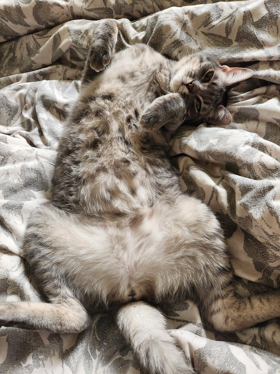 lentil & bowser 🩶 walter & bonkers 🌈 tweet media