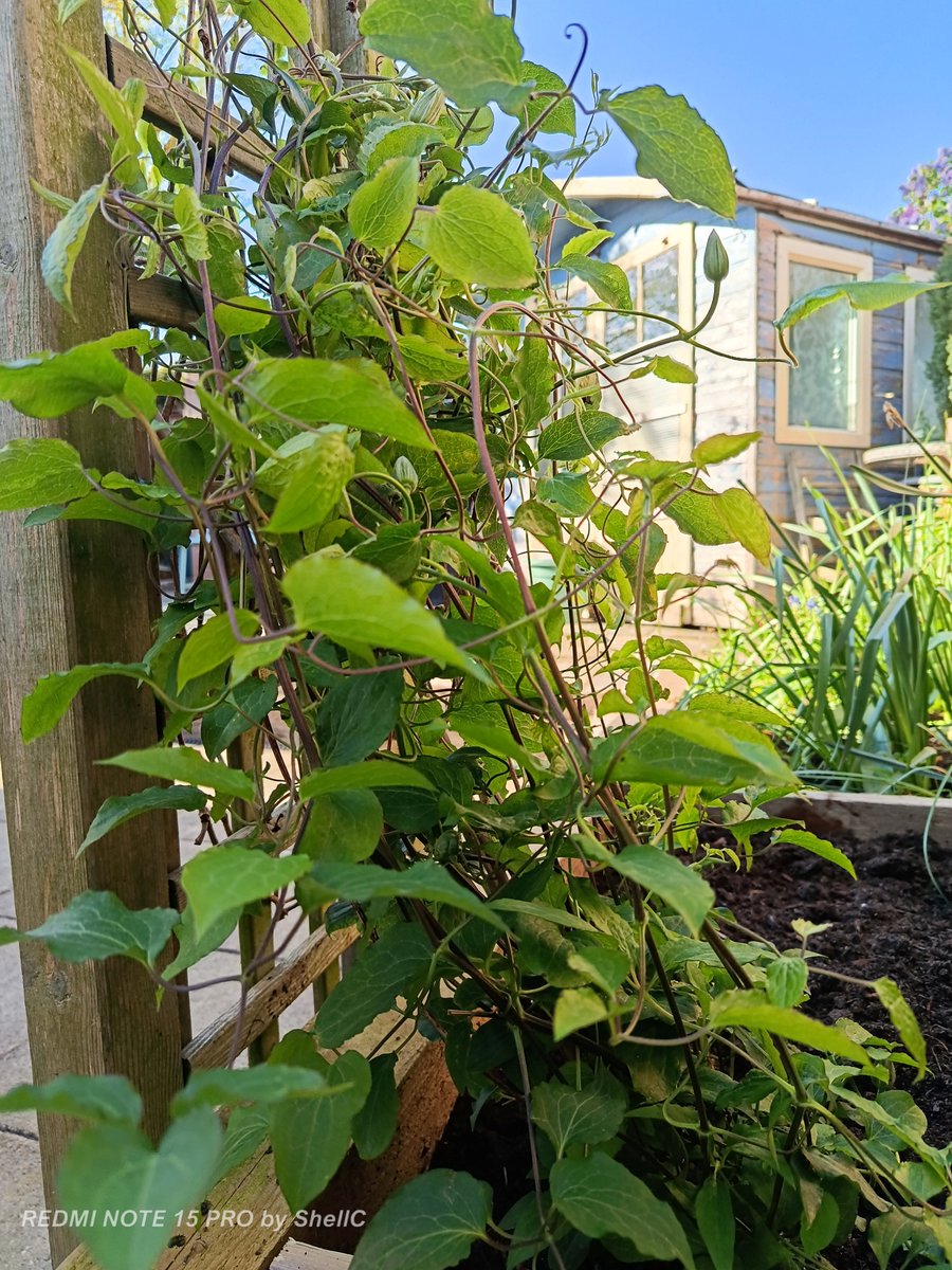 CyprusPictures's tweet image. This is how we do #gardening
It's all about #nature, mostly aimed towards the #birds #bees &amp;amp; other #insects plus the #hedgehog nightly visitations who rummage in, the #wilderness.
We've just started another area, sprinkling lots of #wildflower seeds📷