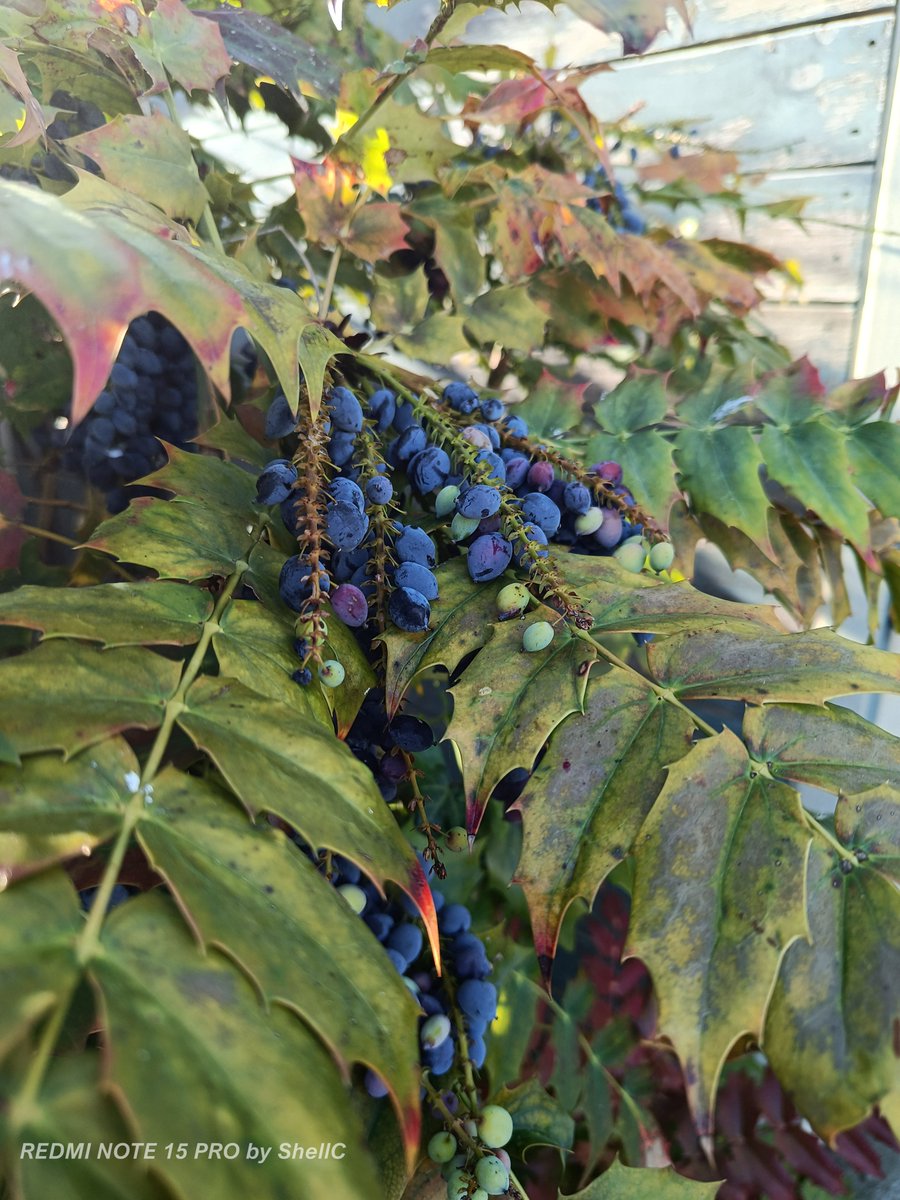 CyprusPictures's tweet image. This is how we do #gardening
It's all about #nature, mostly aimed towards the #birds #bees &amp;amp; other #insects plus the #hedgehog nightly visitations who rummage in, the #wilderness.
We've just started another area, sprinkling lots of #wildflower seeds📷