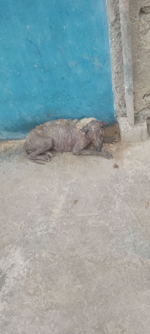 Carolina tweet media