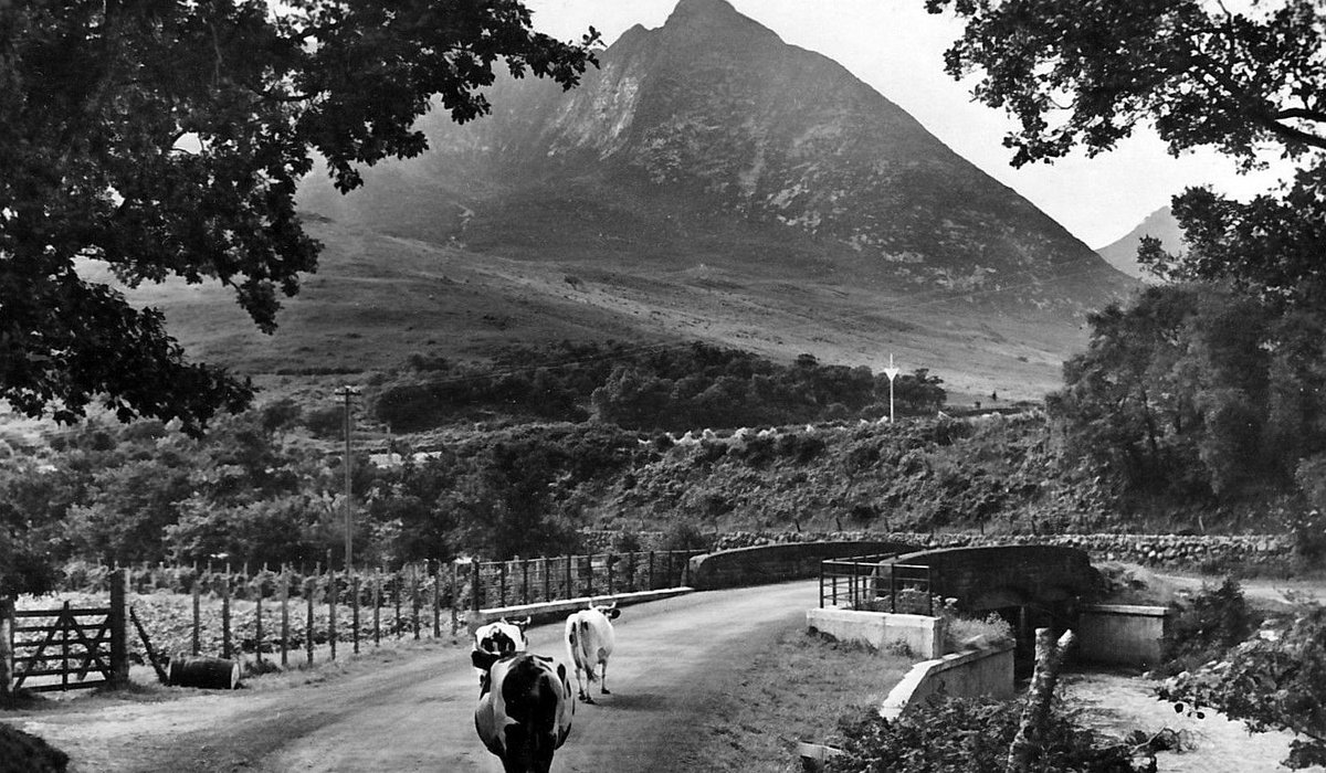 tourscotland's tweet image. Old Tour #Scotland #Ancestry Travel Visit #Genealogy #Scottish Family #History Blog #photography of cattle on road through #Glen #Sannox, #Island of #Arran. Most inhabitants of this area emigrated to #Canada during the #Highland #Clearances tour-scotland-photographs.blogspot.com/2018/01/old-tr…