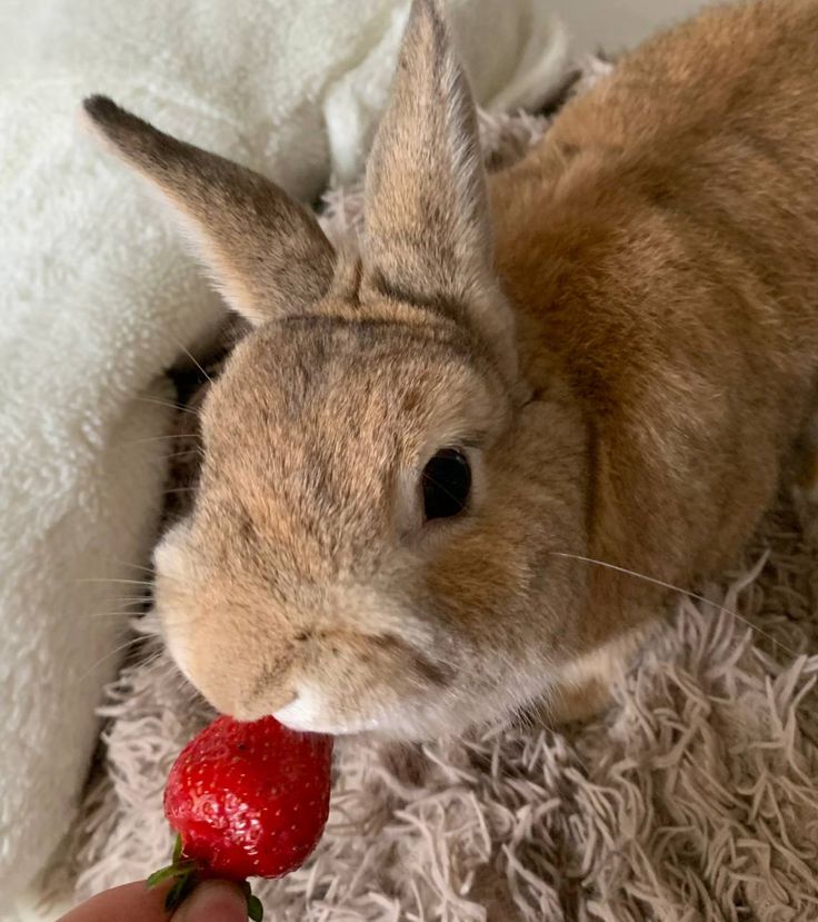 Kay42573's tweet image. ˏˋ°•*⁀➷
sweet food i miss eating/crave 🧁🥞
➯ a foodpoll mainly for #edtwt ღ
➯cals don't count here! ᵕ̈
🏷: #interactivethread #interactive #ricecakestwt #poll #foodtwt #anatwt #thisorthat #onlychooseone #distraction #thread #foodpoll #shedtwt