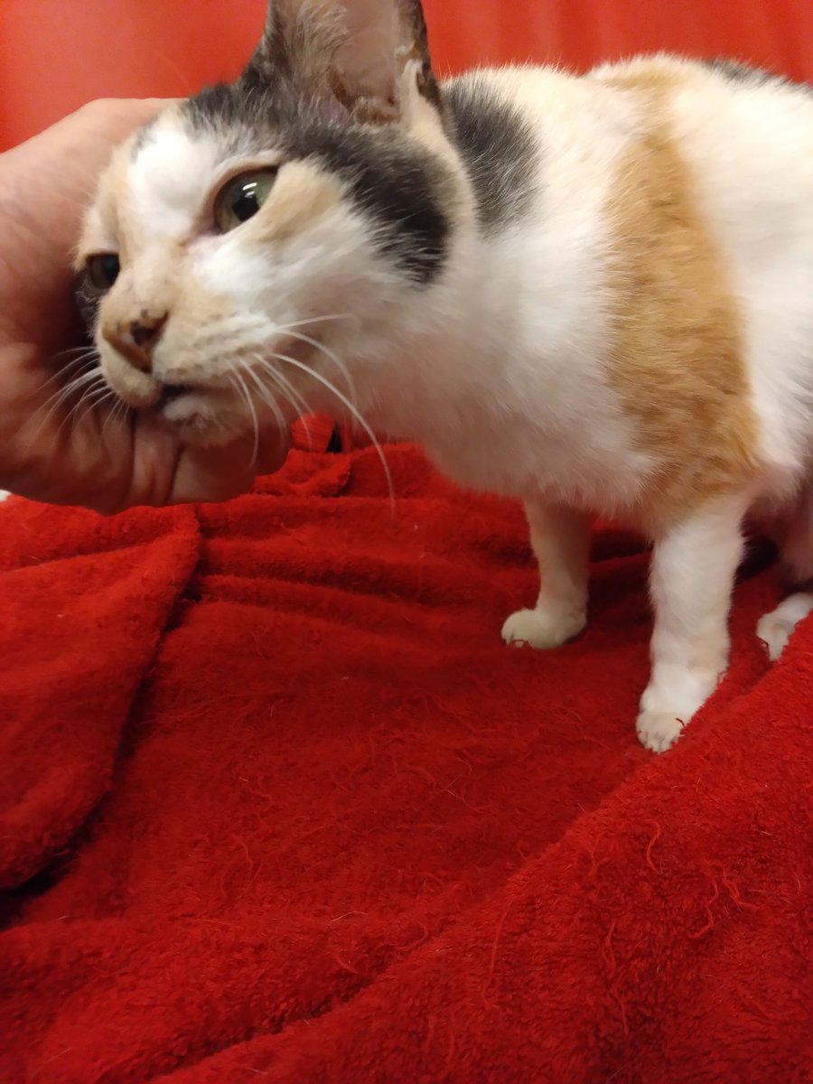 ミケちゃん tweet media