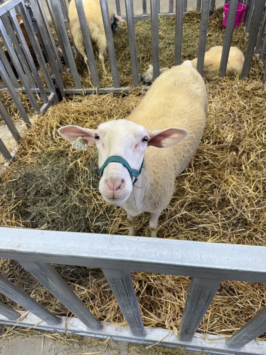 FabFarmBabe's tweet photo. Hall Of Breeds Coming To The Wisconsin Sheep &amp; Wool Festival https://t.co/NDTBvy8lmz https://t.co/Qai9Bsug46