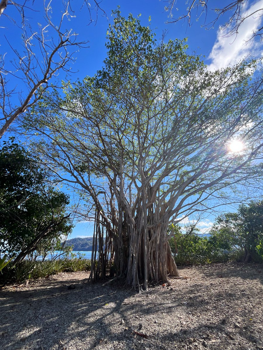 El fin estuvimos por Cabuya Montezuma!! Que belleza!!