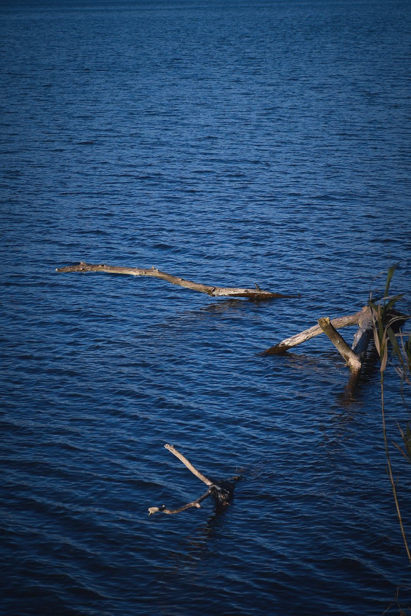 A_Sapphireh's tweet photo. Like arid wood adrift, let all that offends or fails to understand drown, until the very last splinter vanishes
#blue #infinite #deep #lake #photography
✒️📸Aura S. https://t.co/B4iiMuK74s
