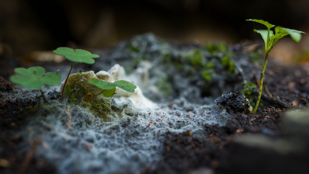 Terraformation tweet media