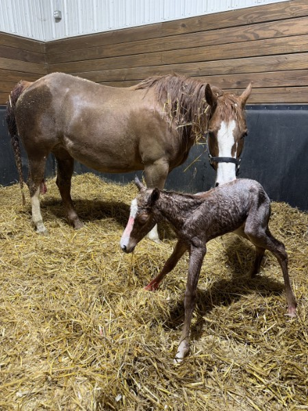 Michele Simpson tweet media