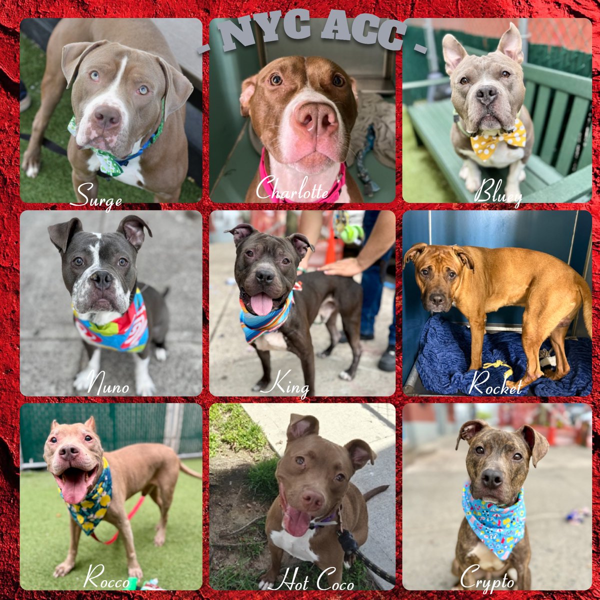 notthesameone2's tweet image. Pebbles reserved

Surge, Charlotte, Bluey &amp;amp; Nuno added; Rocket, King, Hot Coco, Rocco Bongo &amp;amp; Crypto also remain under kill command. Anyone interested DM me. 

Pledge
Rocket $1390
Crypto $1230
King $1180
Hot Coco $1167
Rocco Bongo $1060
Nuno $1014
Surge $1003
Bluey $910
Charlotte