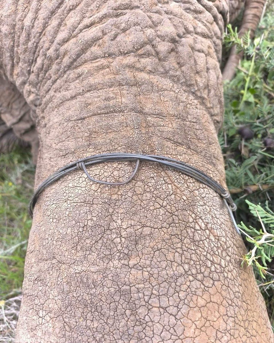 Sheldrick Wildlife Trust tweet media