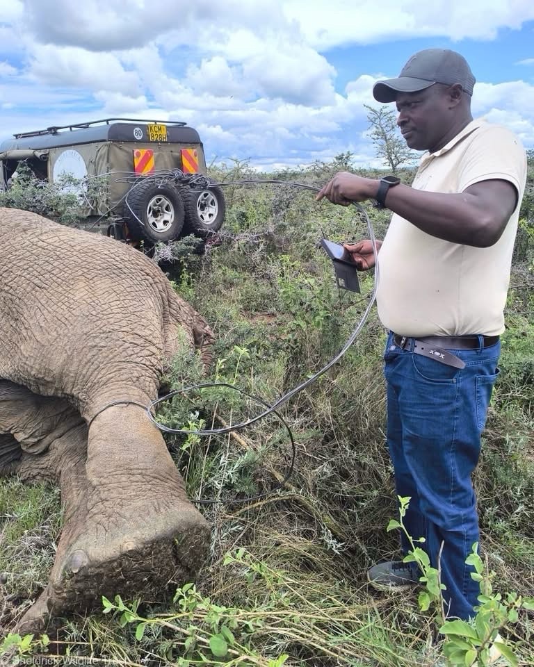 Sheldrick Wildlife Trust tweet media