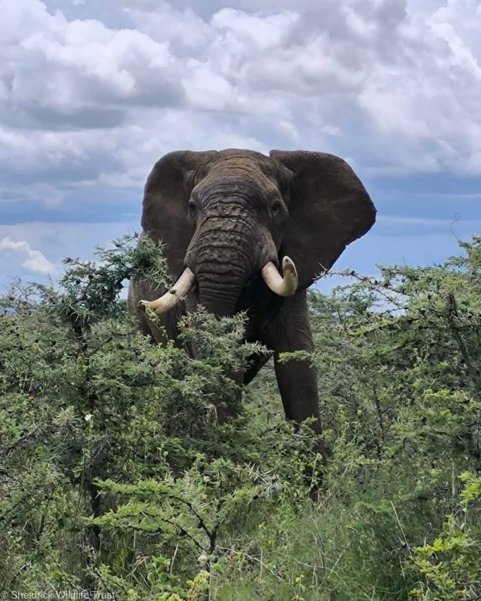 Sheldrick Wildlife Trust tweet media