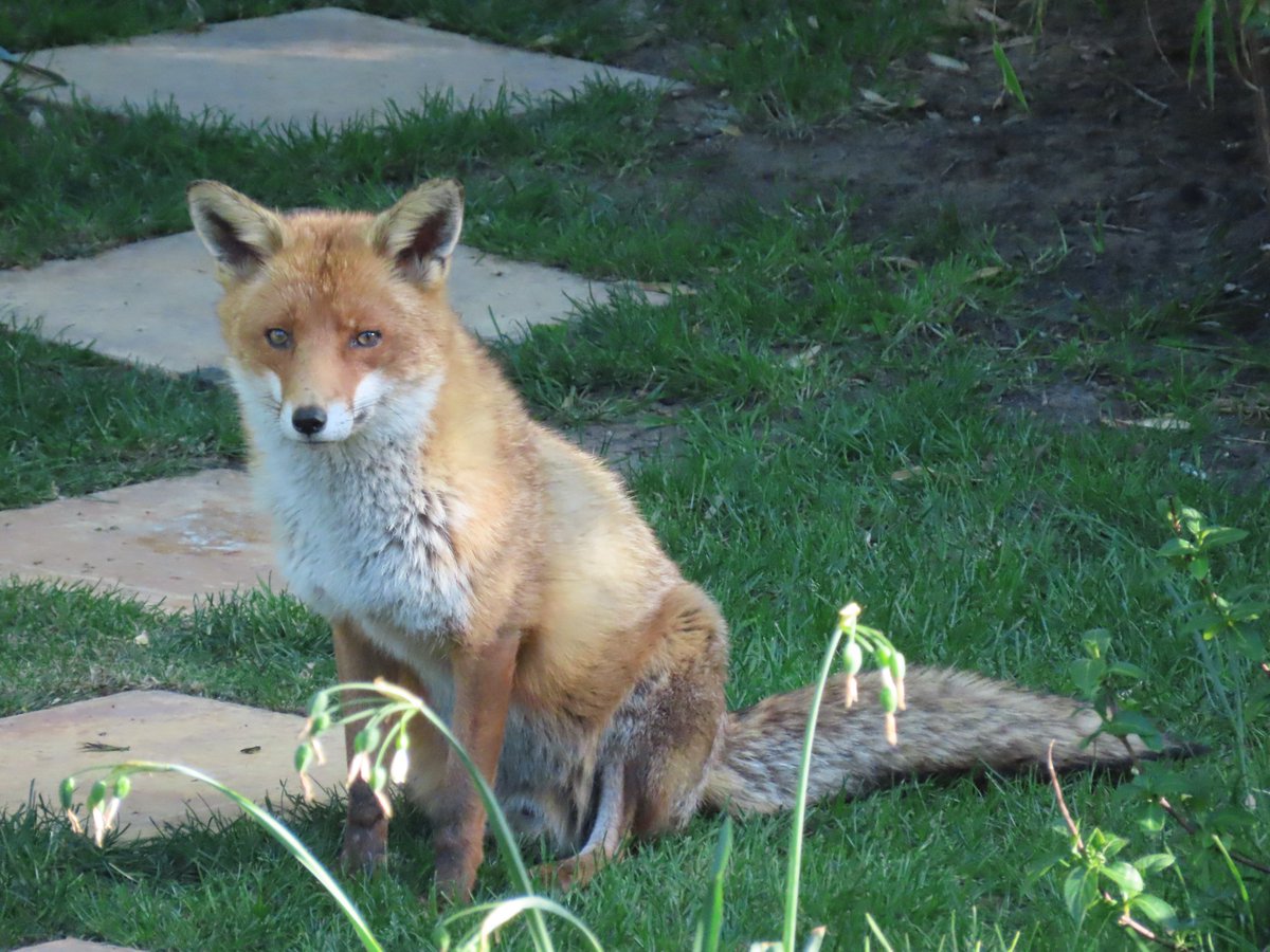 Urbanponds101 tweet media