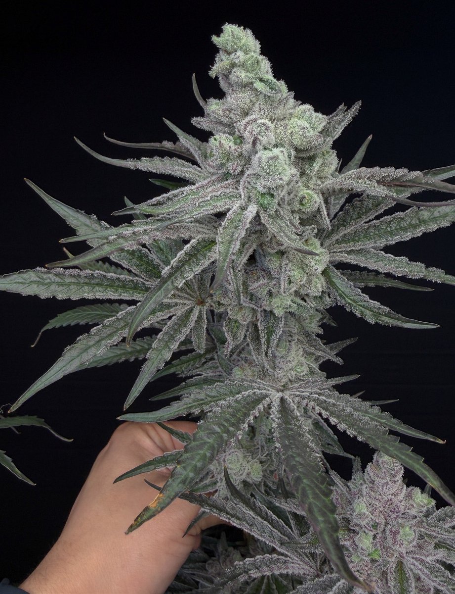 Solfire Gardens tweet media