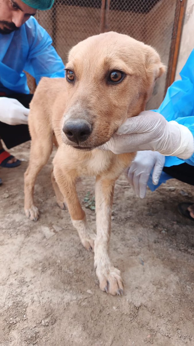 tws_pk2's tweet photo. As you know we have many dogs and pups in foster, all rescued from the recent cullings 😢. Our vet went to check on all of them, provided medical care and vaccinations. Once old enough they will all be neutered and spayed and moved to safe homes, where no one can harm them �� https://t.co/GS2rfd0Fcx