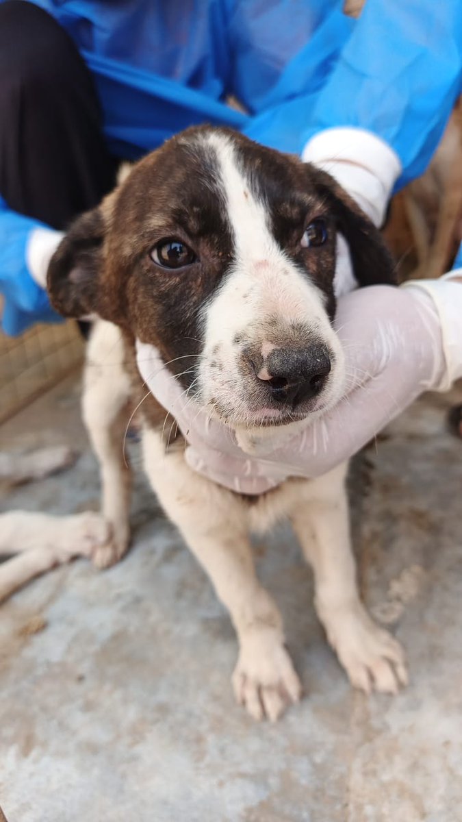 tws_pk2's tweet photo. As you know we have many dogs and pups in foster, all rescued from the recent cullings 😢. Our vet went to check on all of them, provided medical care and vaccinations. Once old enough they will all be neutered and spayed and moved to safe homes, where no one can harm them �� https://t.co/GS2rfd0Fcx