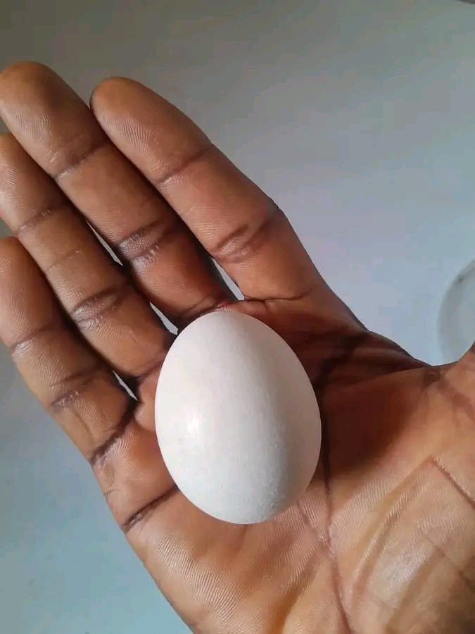 FÍDÍPÒTE 👑 tweet media